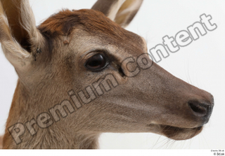 Doe  1 head 0008.jpg